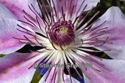 clematis nelly moserthumbnail graphic